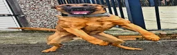 Mixed Breed dogs for sale: Bull herders  - Advert 21