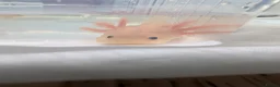 Axolotl reptiles for sale: Baby axolotls available  - Advert 12