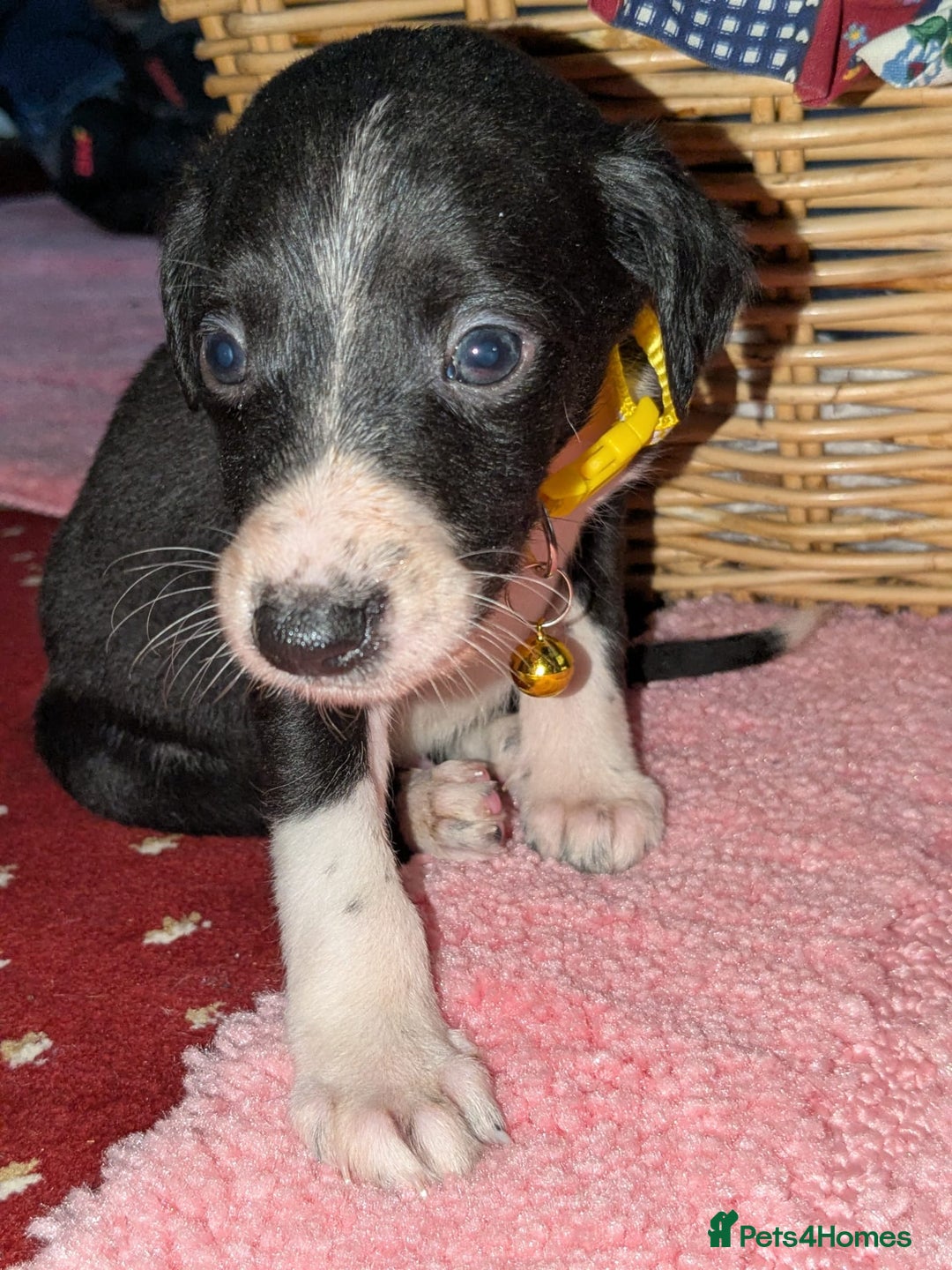 Mixed Breed dogs for sale: Saluki whippets  - Image 8