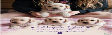 Purple Collar Girl