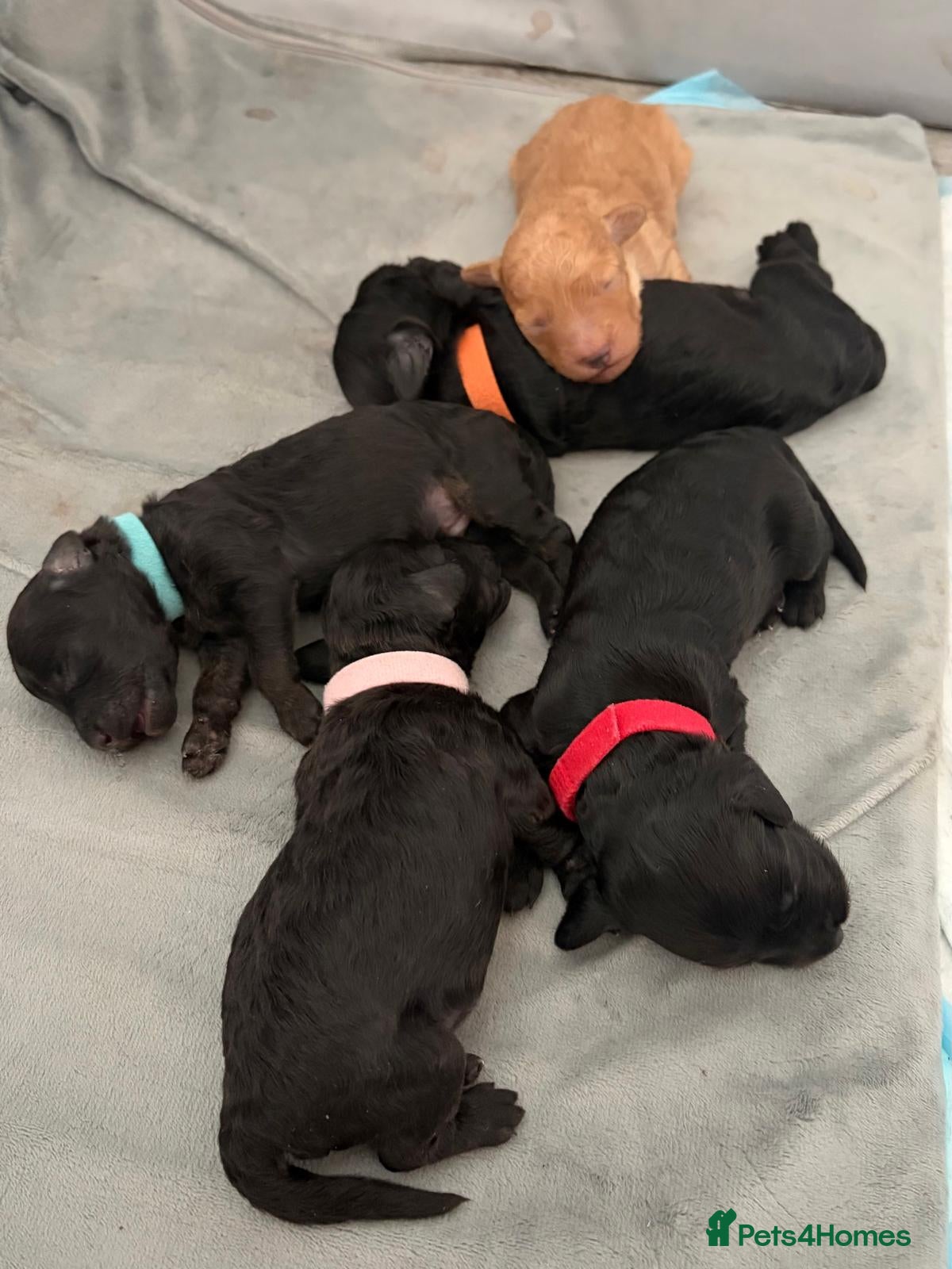 Cockapoo dogs Stunning F1B Cockapoos - DNA Clear - Advert 1