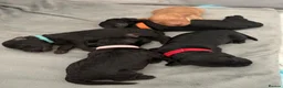 Cockapoo dogs for sale: Stunning F1B Cockapoos - DNA Clear - Advert 5