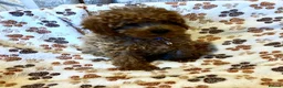 Cavapoo dogs for sale: Cavapoo puppys - Advert 8