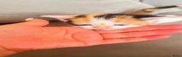 British Longhair cats for sale: Small kittens available now in london - Advert 30