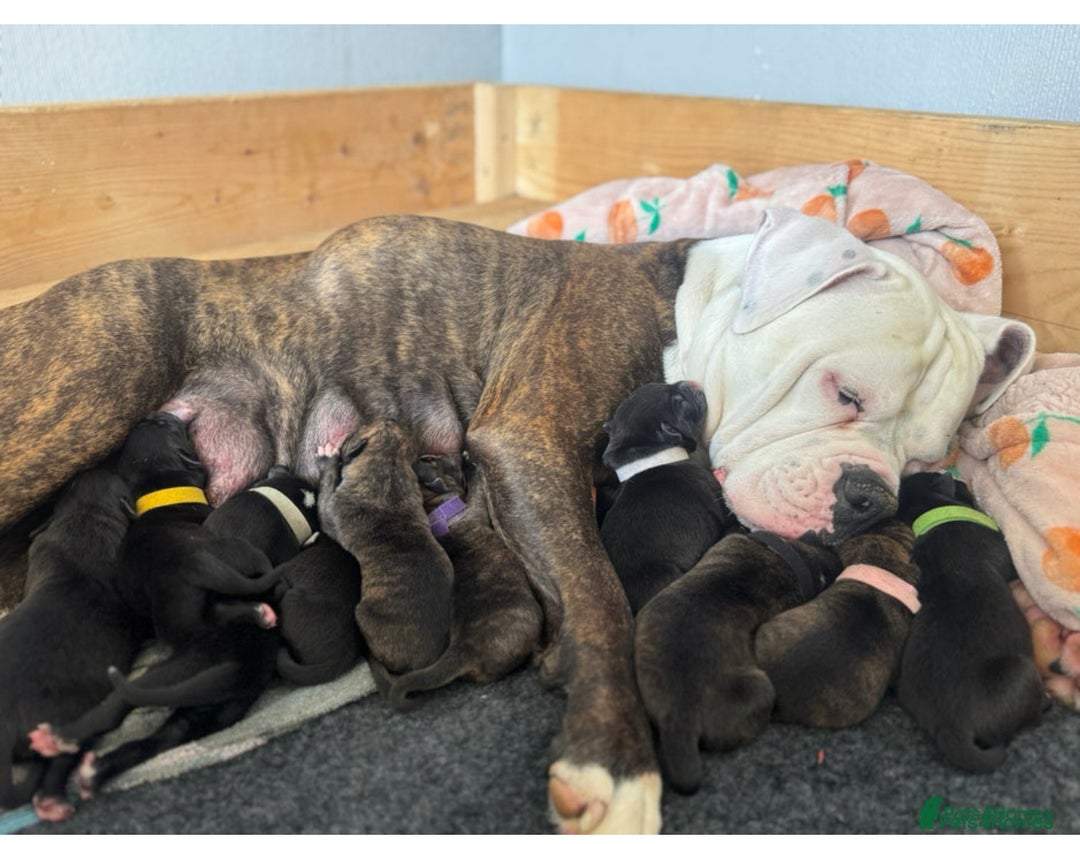 Mixed Breed dogs for sale: Cane corso x American bulldog puppy - Image 6