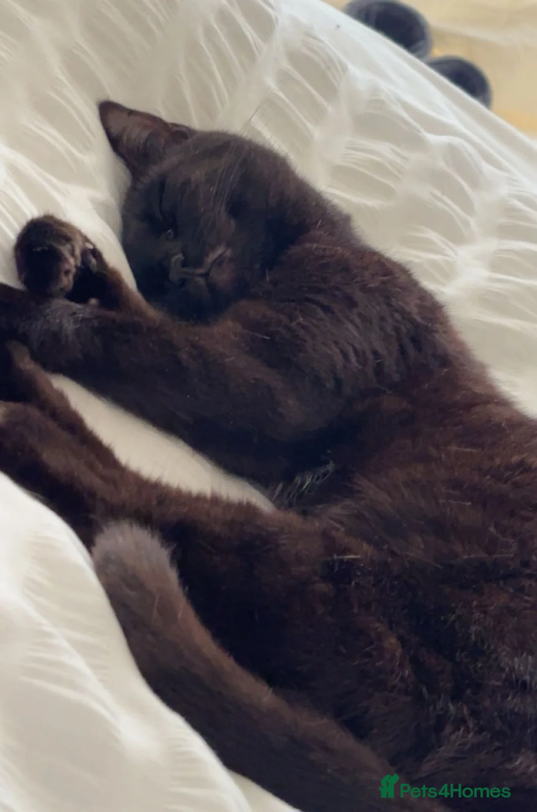 Mixed Breed cats for sale: Rehoming female cat - Advert 3