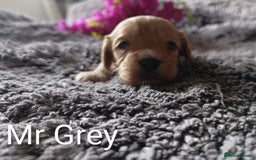 Cavapoo dogs for sale: Beautiful F1 cavapoo puppies  - Image 8