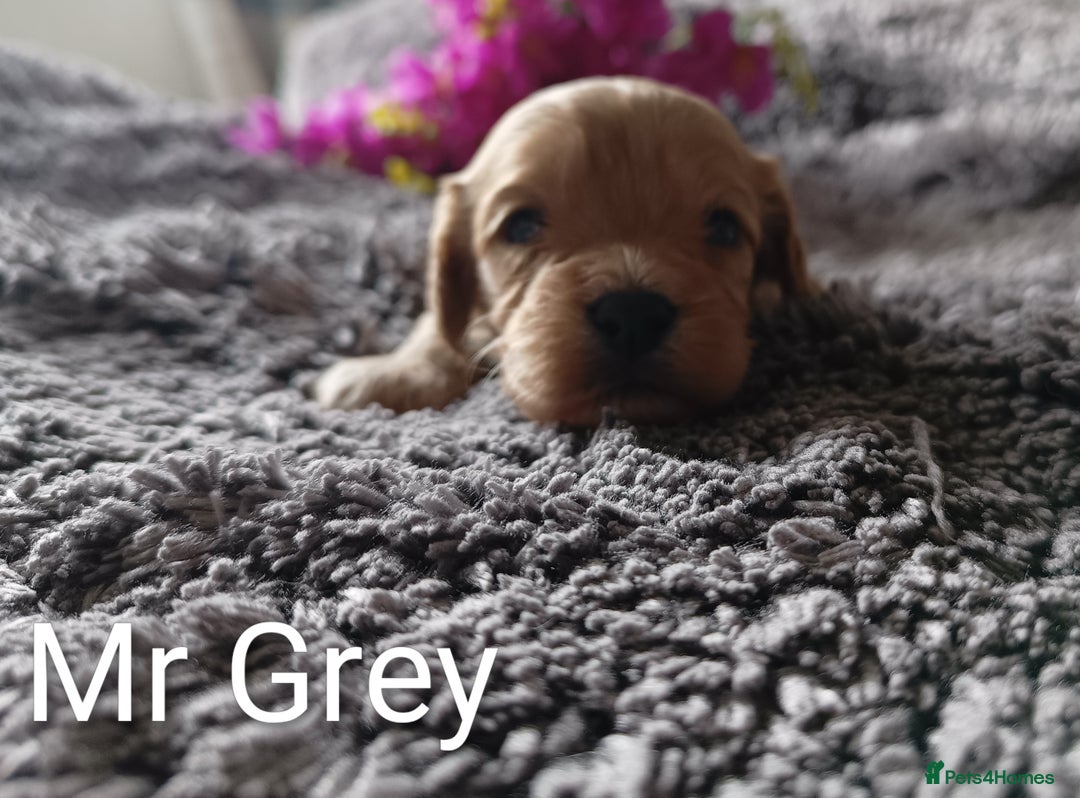 Cavapoo dogs for sale: Beautiful F1 cavapoo puppies  - Image 8