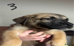 Mixed Breed dogs for sale: 8 week old German shepherd/ Labrador cross pups   - Image 6