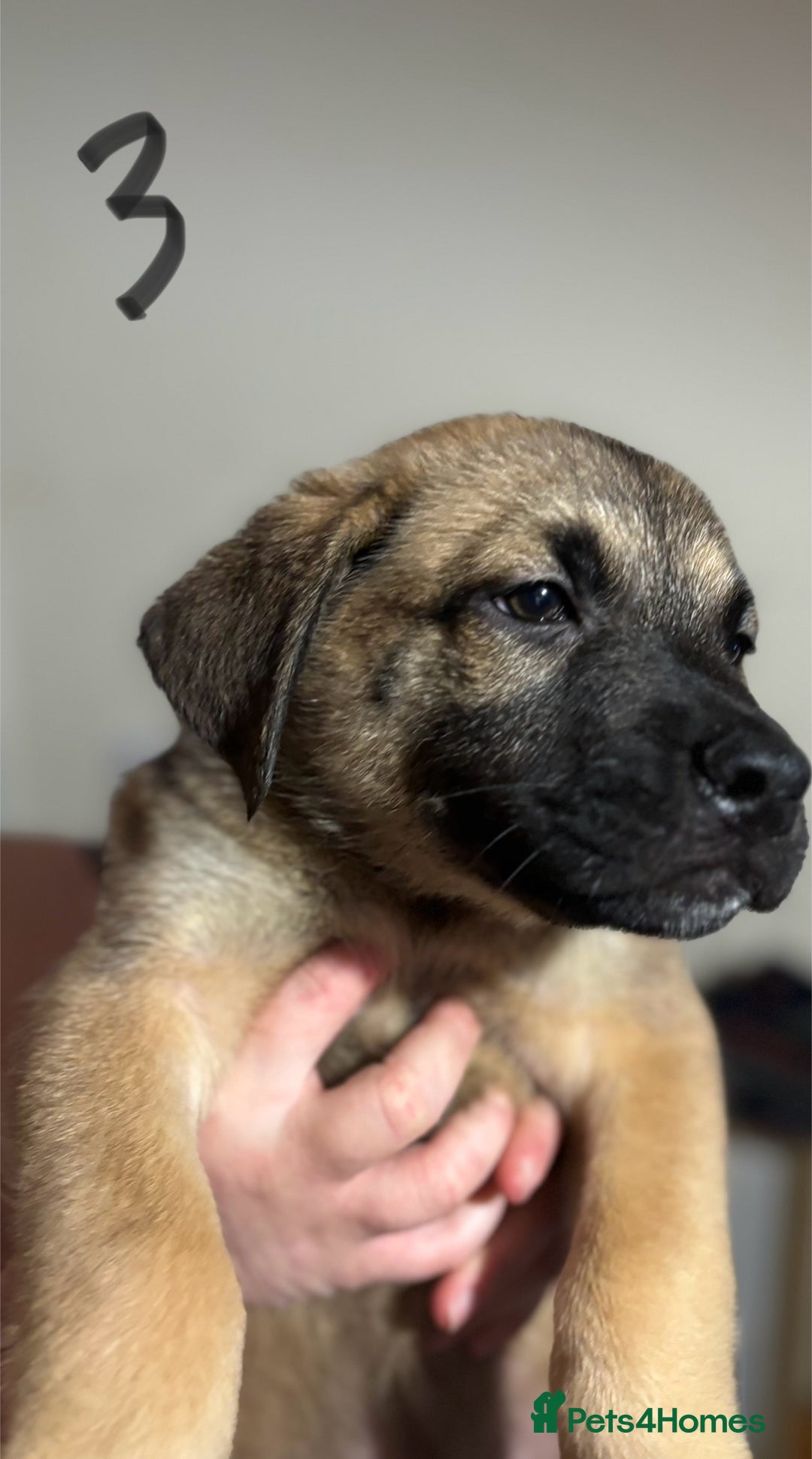 Mixed Breed dogs for sale: 8 week old German shepherd/ Labrador cross pups   - Image 6