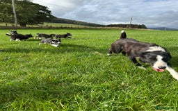 Border Collie dogs for sale: ⭐️ Border Collie Puppies ⭐️ - Image 5