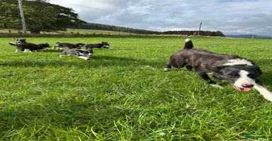 Border Collie dogs - Advert 13