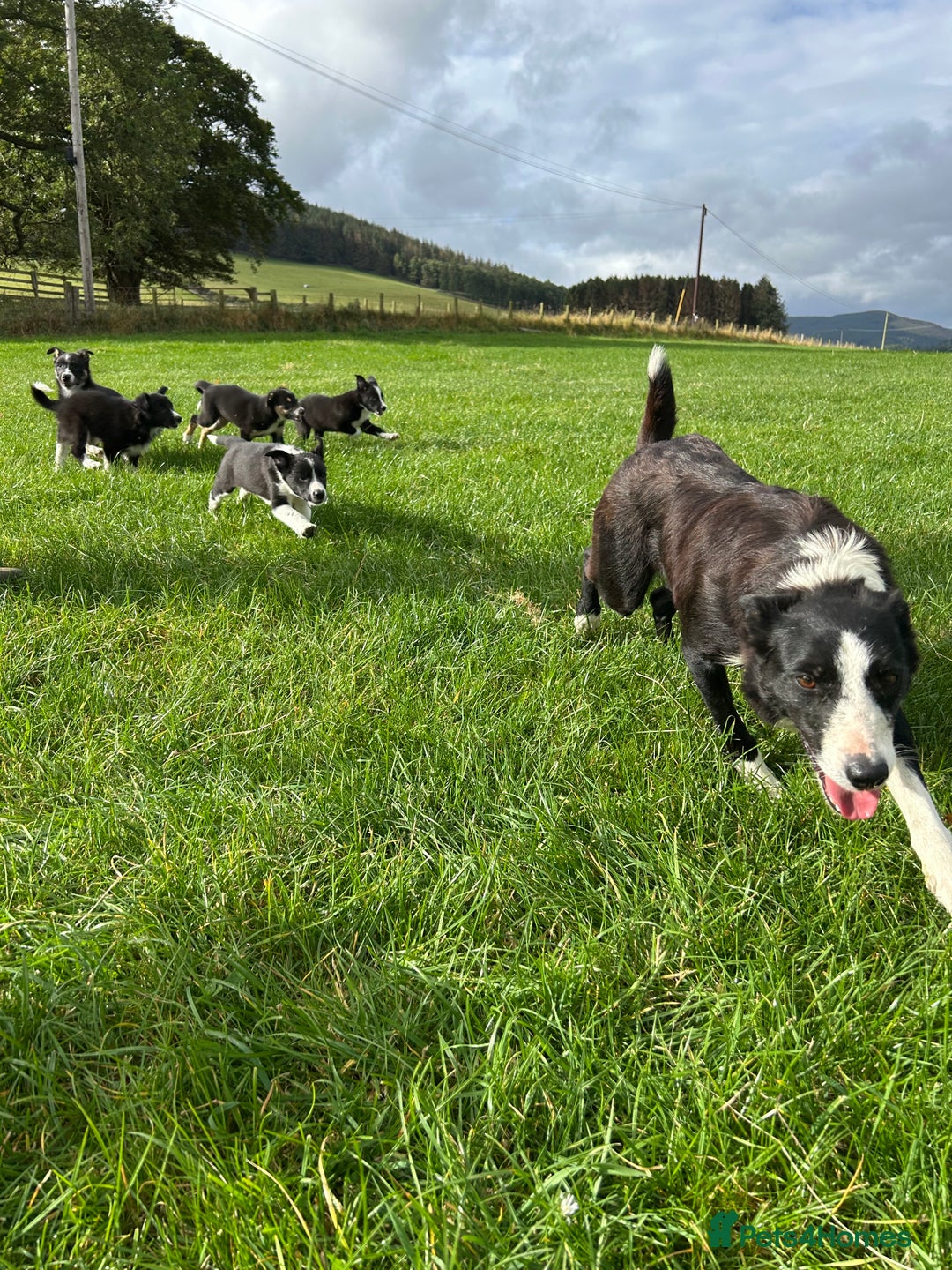 Border Collie dogs for sale: ⭐️ Border Collie Puppies ⭐️ - Image 5