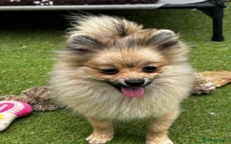 Pomeranian dogs for sale: Beautiful Pomeranian Teddy Bear Puppies - Image 7
