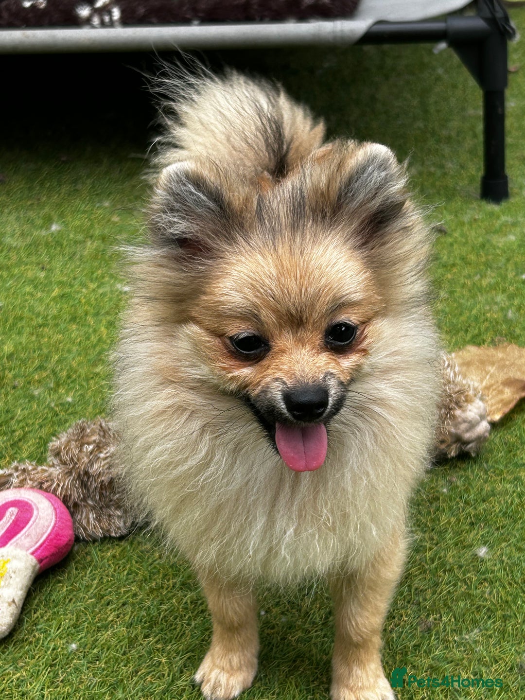 Pomeranian dogs for sale: Beautiful Pomeranian Teddy Bear Puppies - Image 7