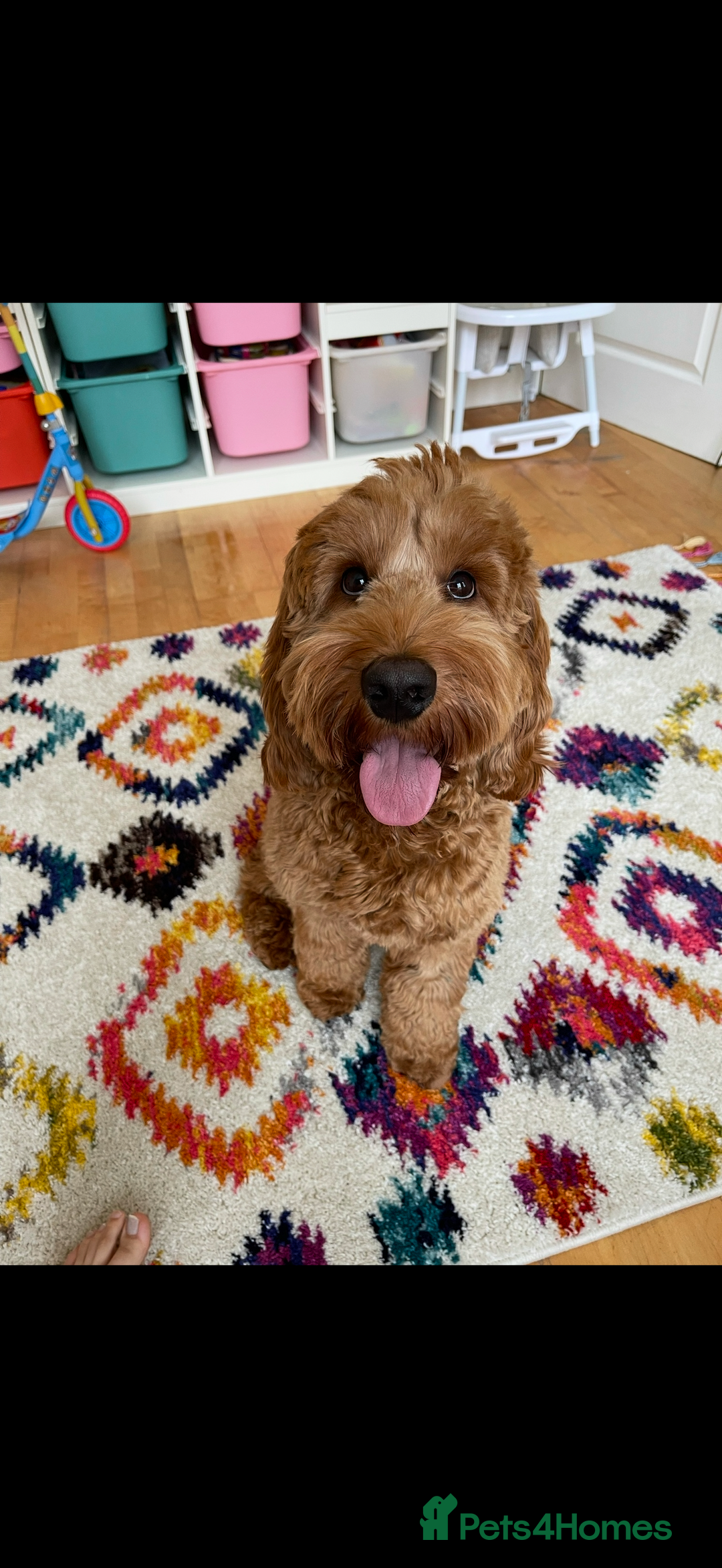Cockapoo dogs for sale: Cockapoo - Image 2
