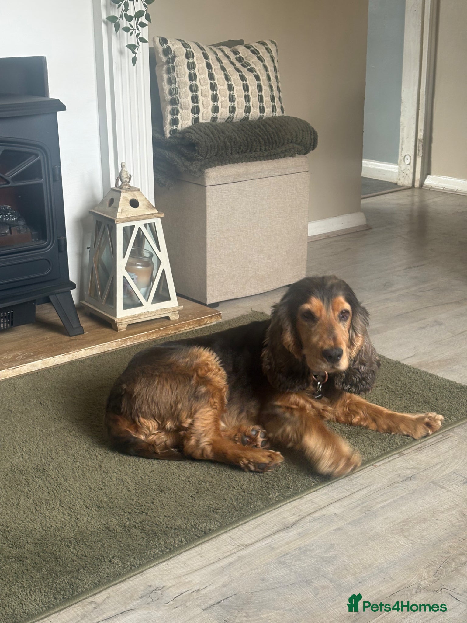 Cocker Spaniel dogs Lenny - Advert 1