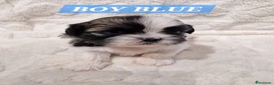 Shih Tzu 2