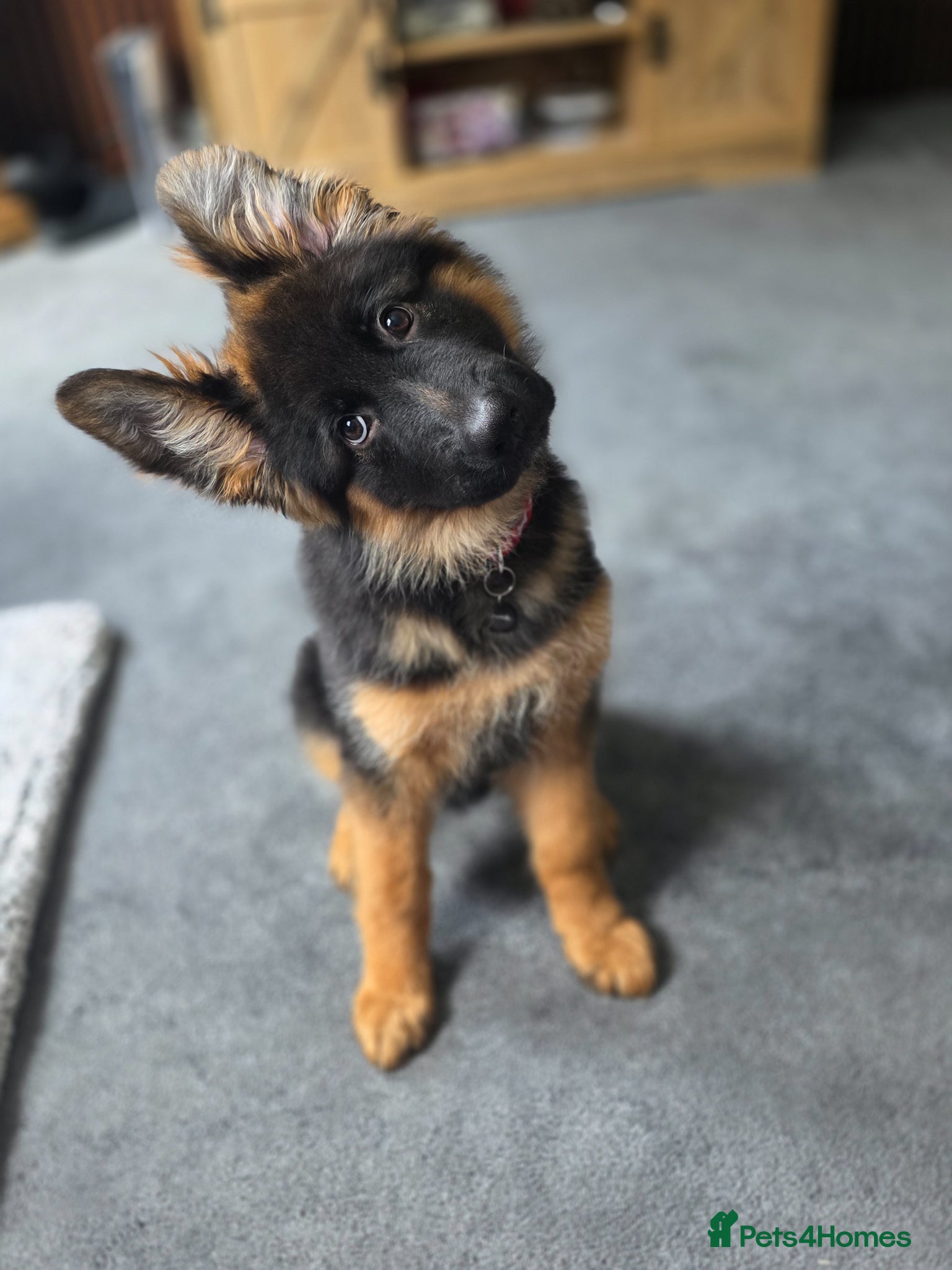 German Shepherd dogs Beautiful Black&Tan German Shepherd Male (Shadow) - Advert 10