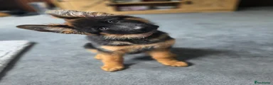 German Shepherd Puppy 1