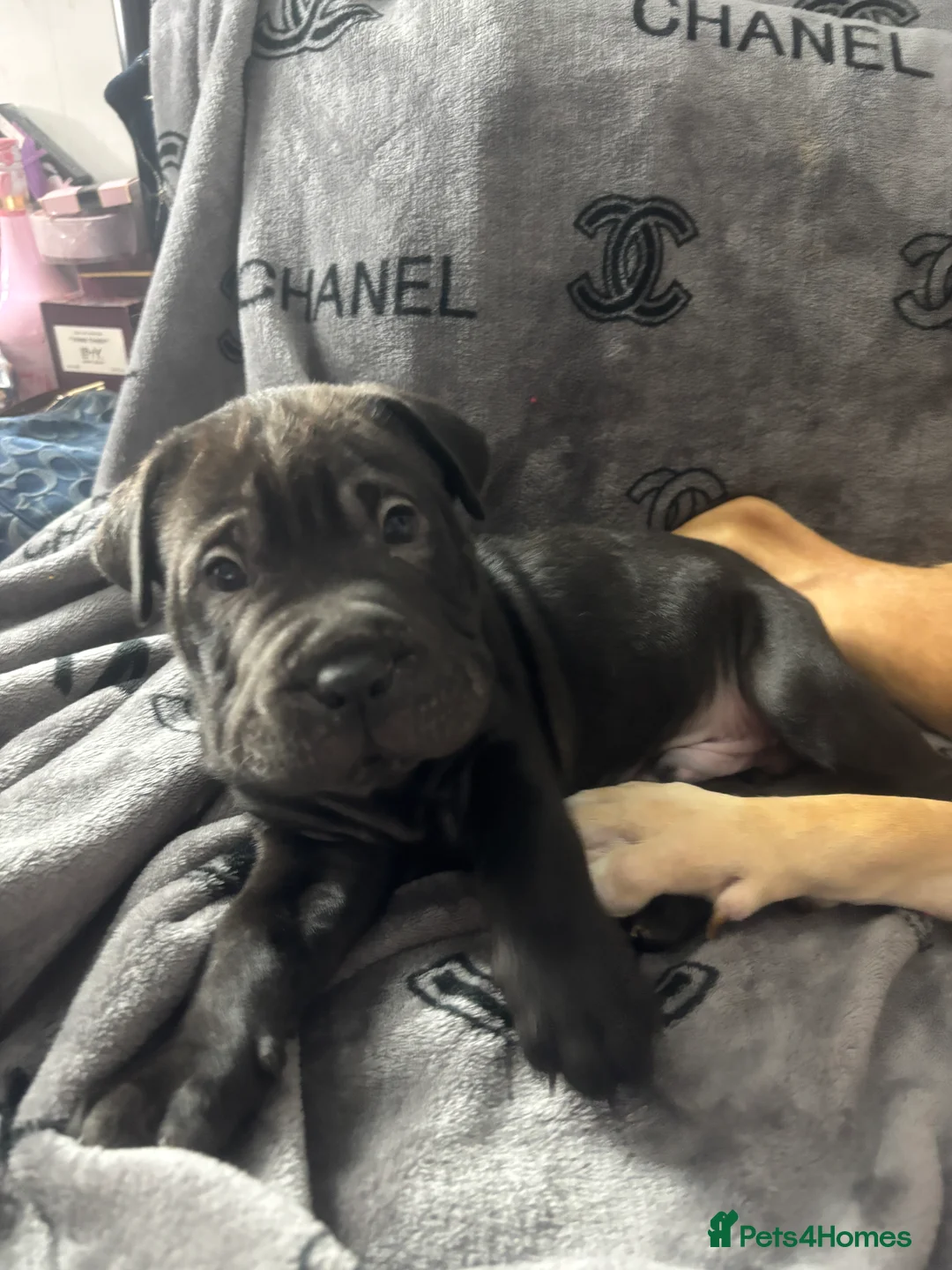 Mixed Breed dogs for sale: Staff/shar pei puppies - Advert 7