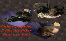 Cocker Spaniel dogs for sale: Cocker spaniel pups  - Advert 7