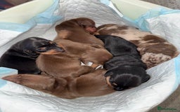 Dachshund dogs for sale: Miniature dachshund puppies  - Image 19