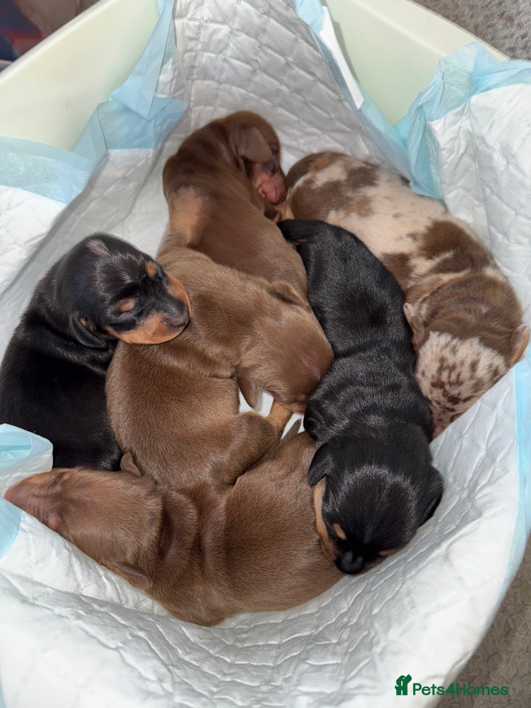 Dachshund dogs for sale: Miniature dachshund puppies  - Image 19