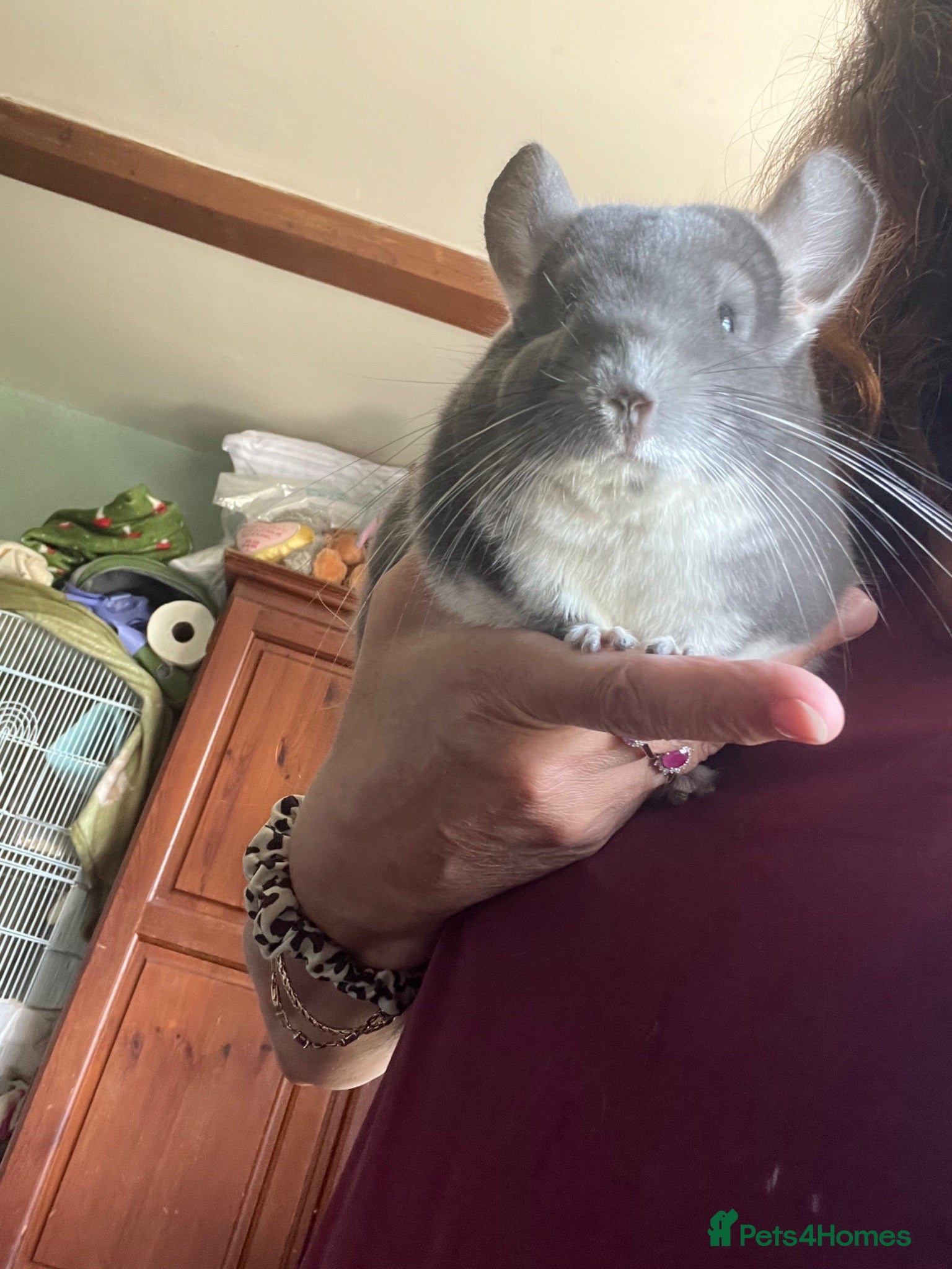 Chinchilla rodents Chinchilla  - Advert 8