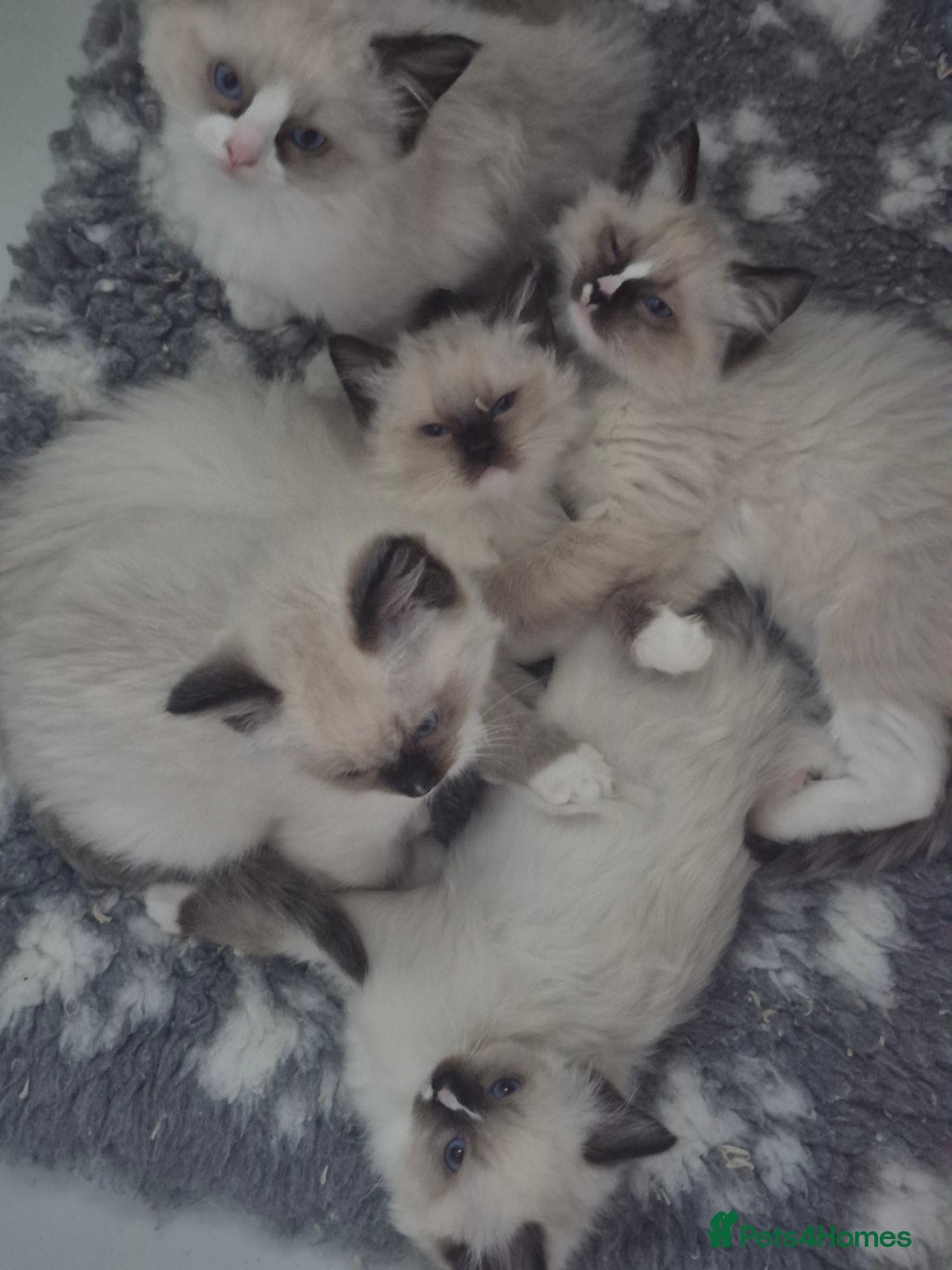 Ragdoll cats for sale: GCCF Reg. Ragdoll kittens Champion lines - Advert 4