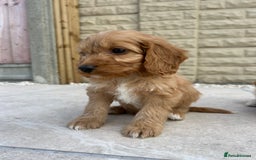 Cockapoo dogs for sale:  🐾F1 Cockapoo Puppies🐾READY NOW🐾 - Image 18