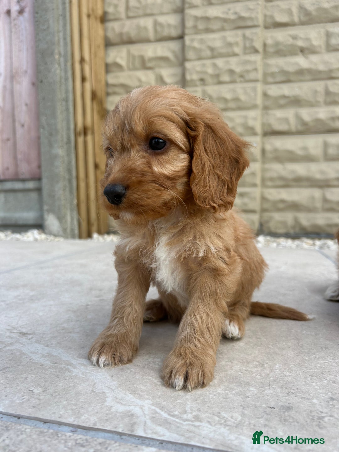 Cockapoo dogs for sale:  🐾F1 Cockapoo Puppies🐾READY NOW🐾 - Image 18