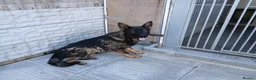 German Shepherd dogs for sale: 11 Month Old GSD  - Advert 3