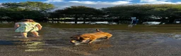 Mixed Breed dogs for sale: Hazel is looking for a loving home - Advert 5
