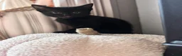 Domestic Shorthair cats for sale: Adorable black kittens  in Blackburn - Advert 3