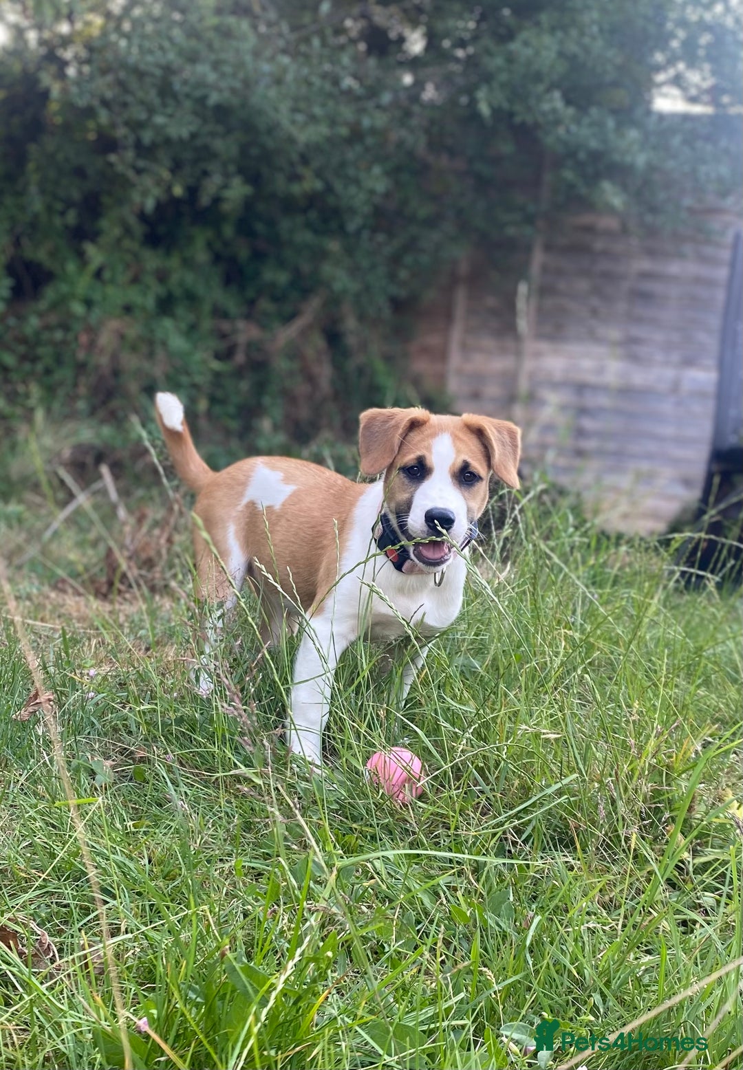 Mixed Breed dogs for sale: Looking for forever home  - Image 4