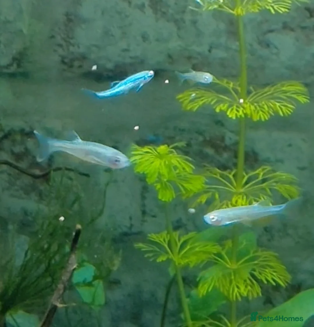 Danios fish for sale: 10 Pearl Danio albolineatus - Advert 2