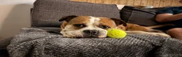 American Bully dogs for stud: POCKET BULLY FOR STUD - Advert 3