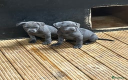 Staffordshire Bull Terrier dogs for sale:  ‼️1Blue Staffordshire Bull Terrier ready to go‼️  - Image 4