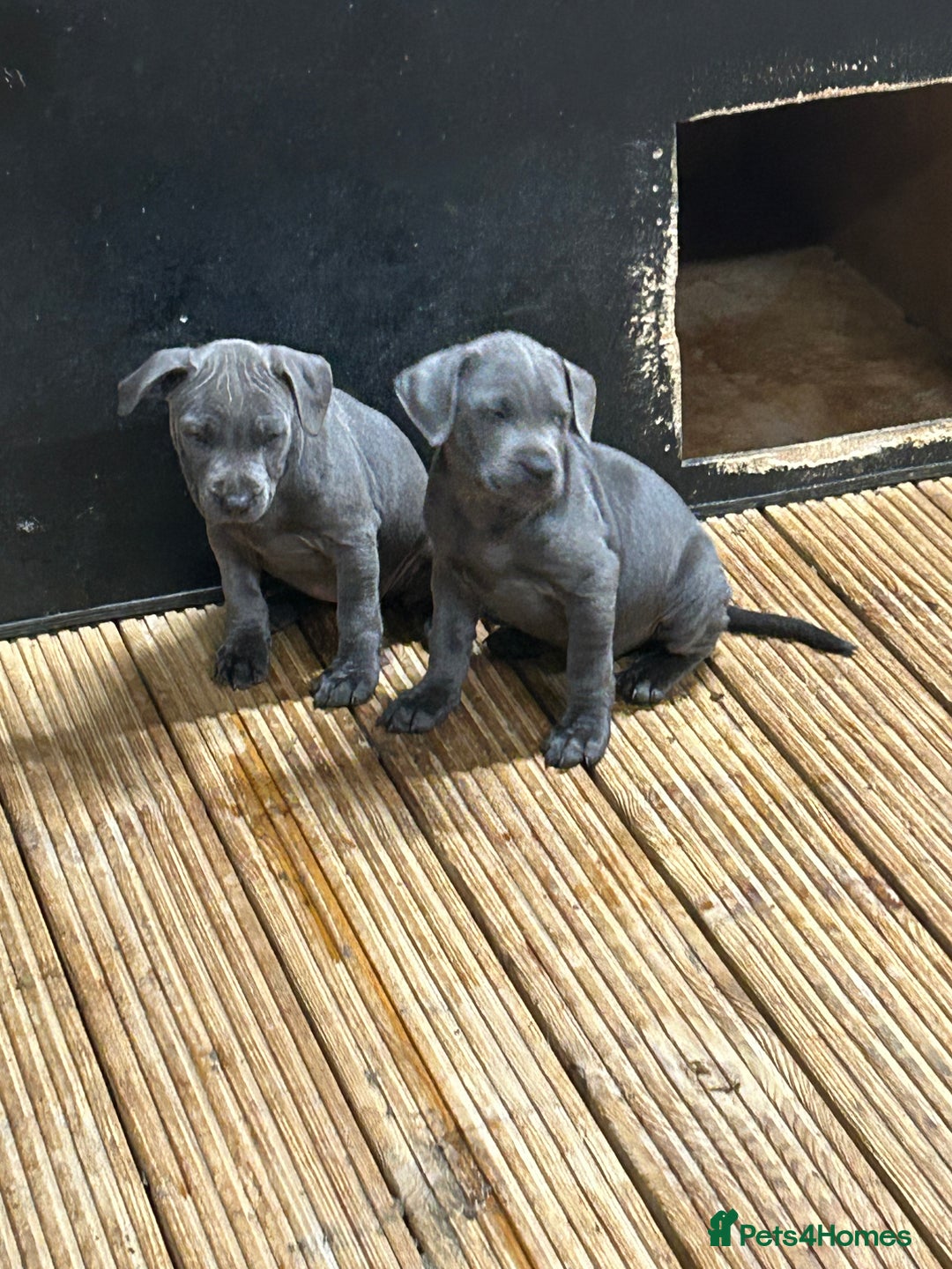 Staffordshire Bull Terrier dogs for sale:  ‼️1Blue Staffordshire Bull Terrier ready to go‼️  - Image 4