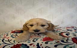 Cockapoo dogs for sale: Cockapoo Pure Breed  in Peterborough - Image 5