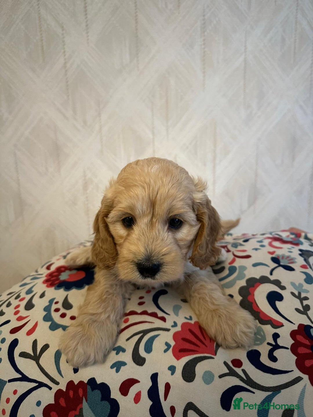 Cockapoo dogs for sale: Cockapoo Pure Breed  in Peterborough - Image 5