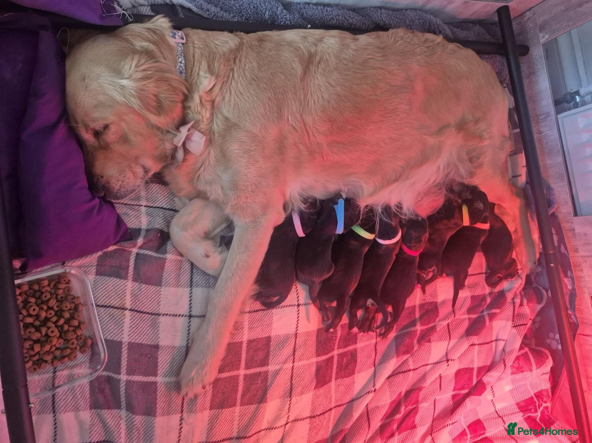 Golden Mountain Dog dogs Beautiful puppies looking for their forever homes - Advert 13