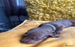 Miniature Dachshund dogs for sale: Miniature Dachshund stunning puppies  - Image 28