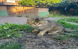 Scottish Fold cats for sale: Loving, Calm Cat Looking for a New Forever Home - Image 5