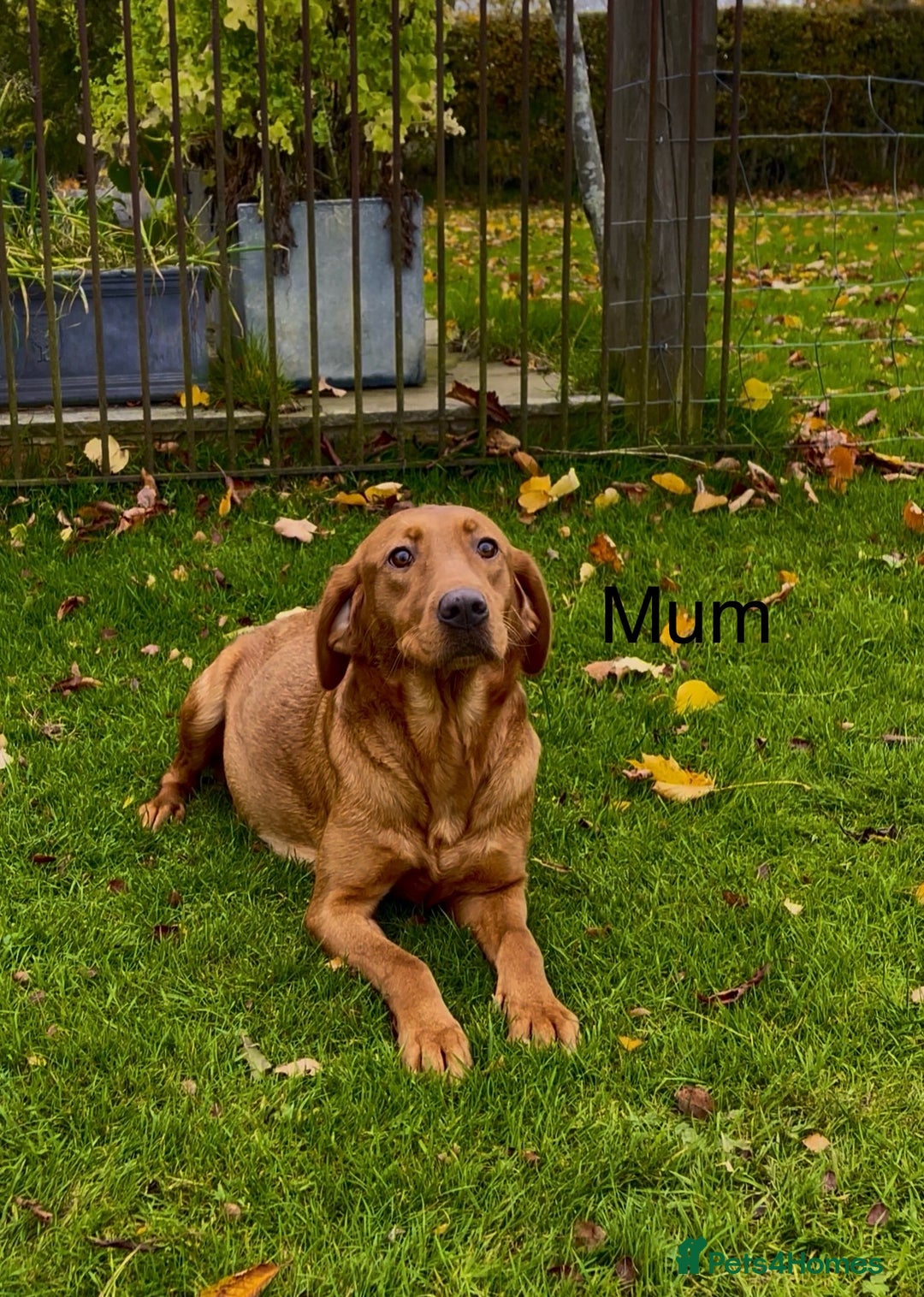 Labrador Retriever dogs for sale: KC Reg Fox Red Labrador Puppies Health Tested - Advert 4