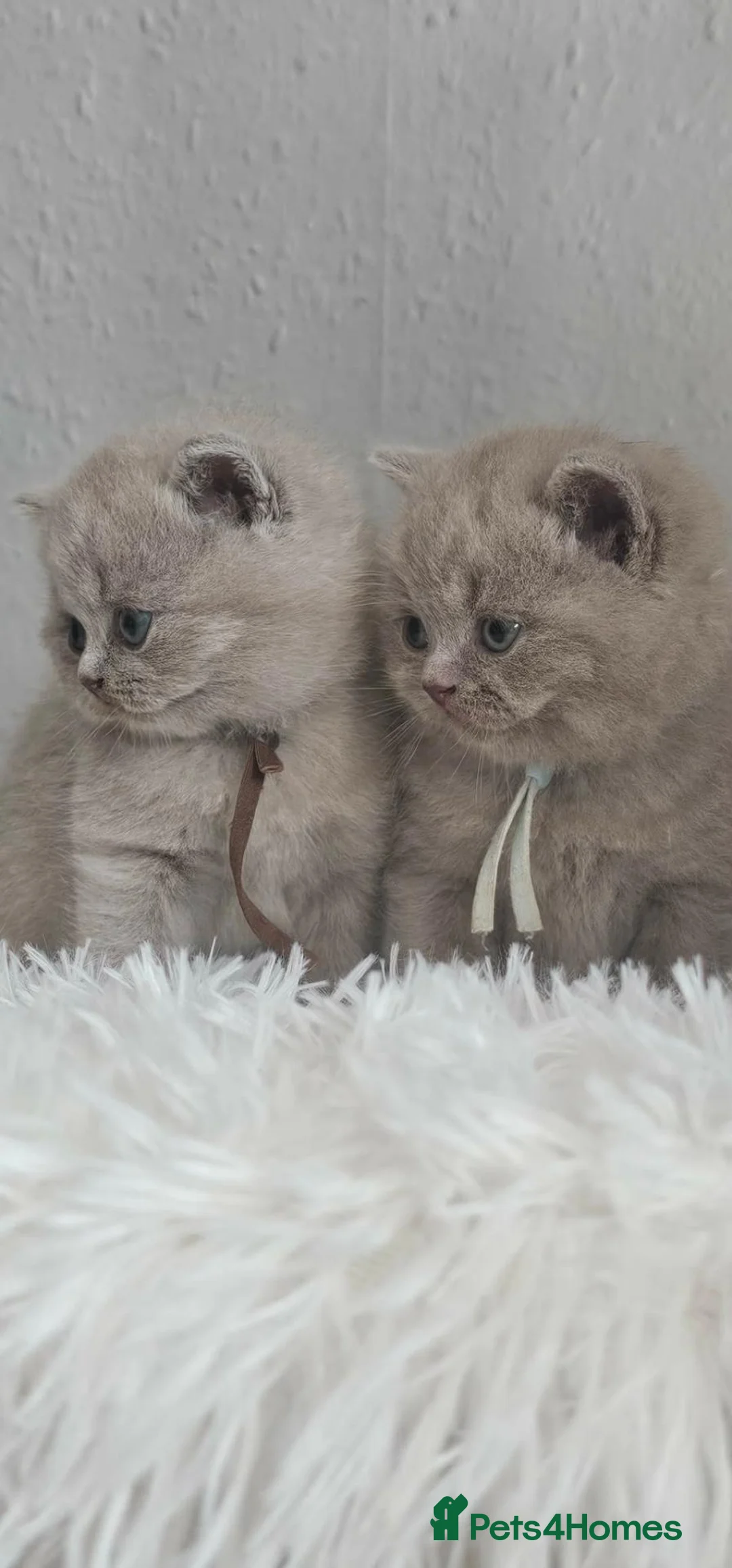 British Shorthair cats for sale: British Shorthair Male Kittens - Advert 1
