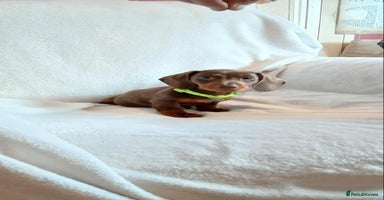 Dachshund dogs - Advert 16