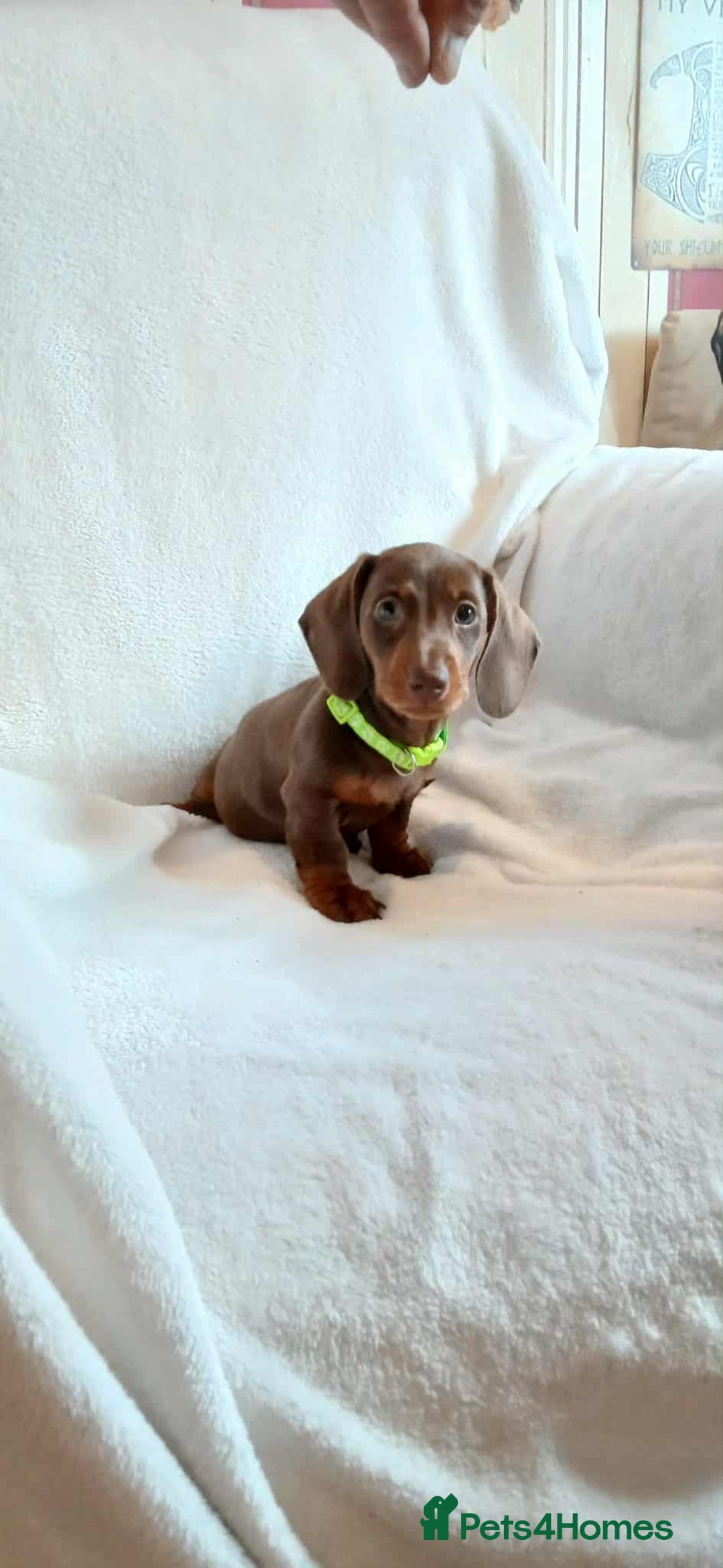 Dachshund dogs for sale: 3 Stunning boy puppies for sale - Image 2