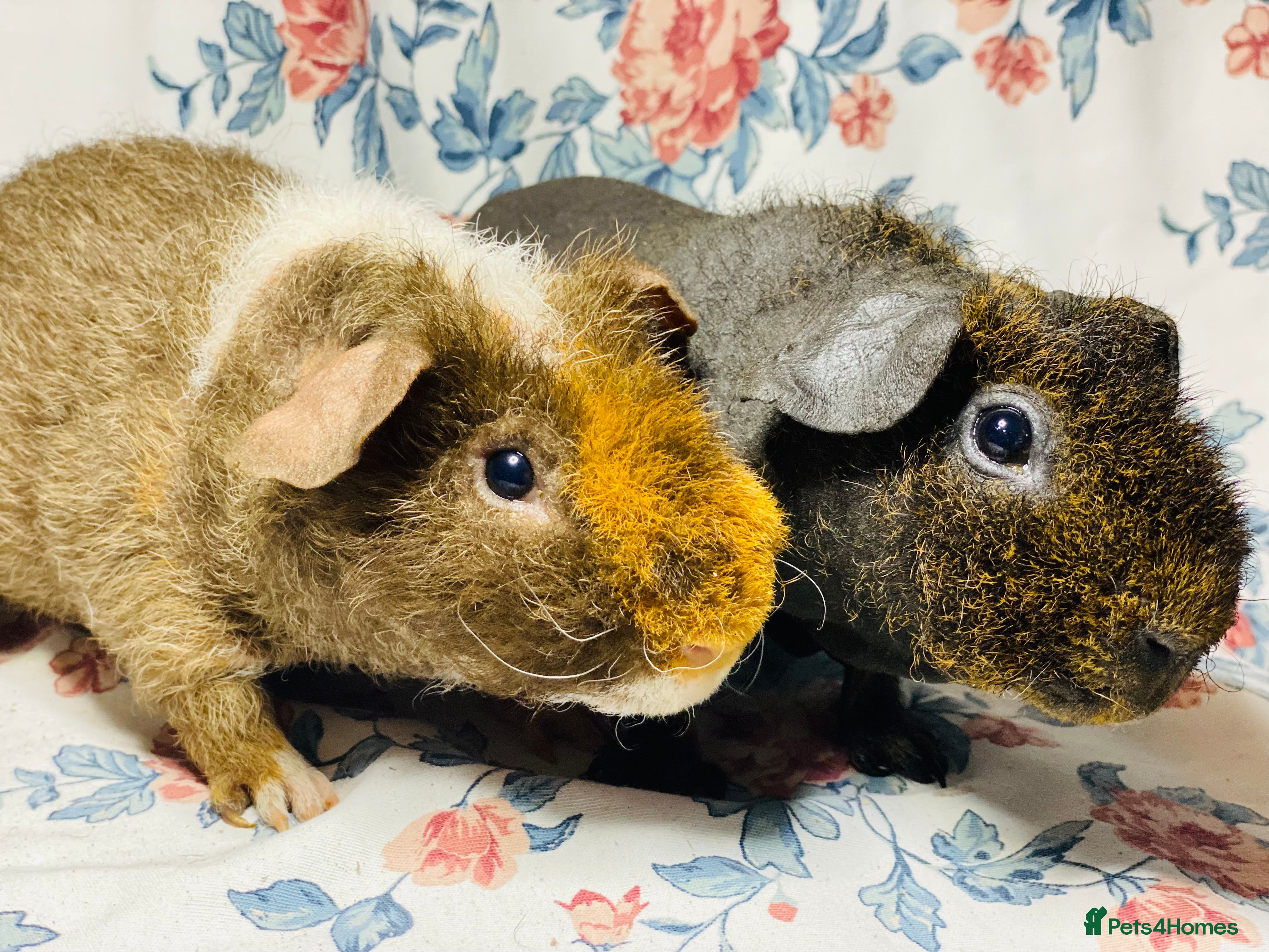 Guinea Pig rodents Skinny pig and werewolf pair of boys - Advert 1